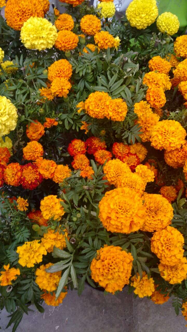 Image of French marigold