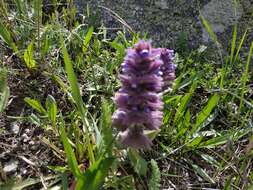 Image of Ajuga orientalis L.