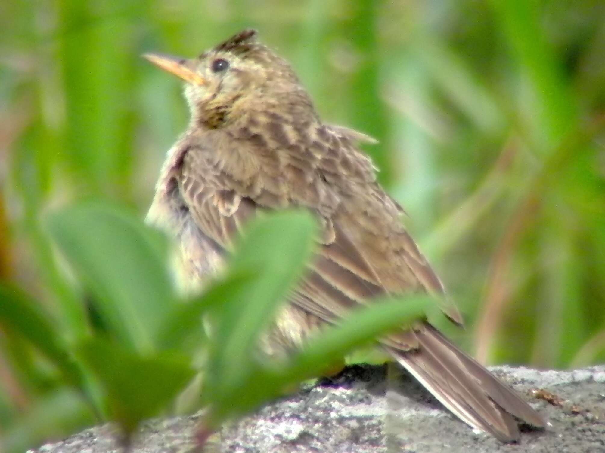 Anthus sylvanus (Hodgson 1845) resmi