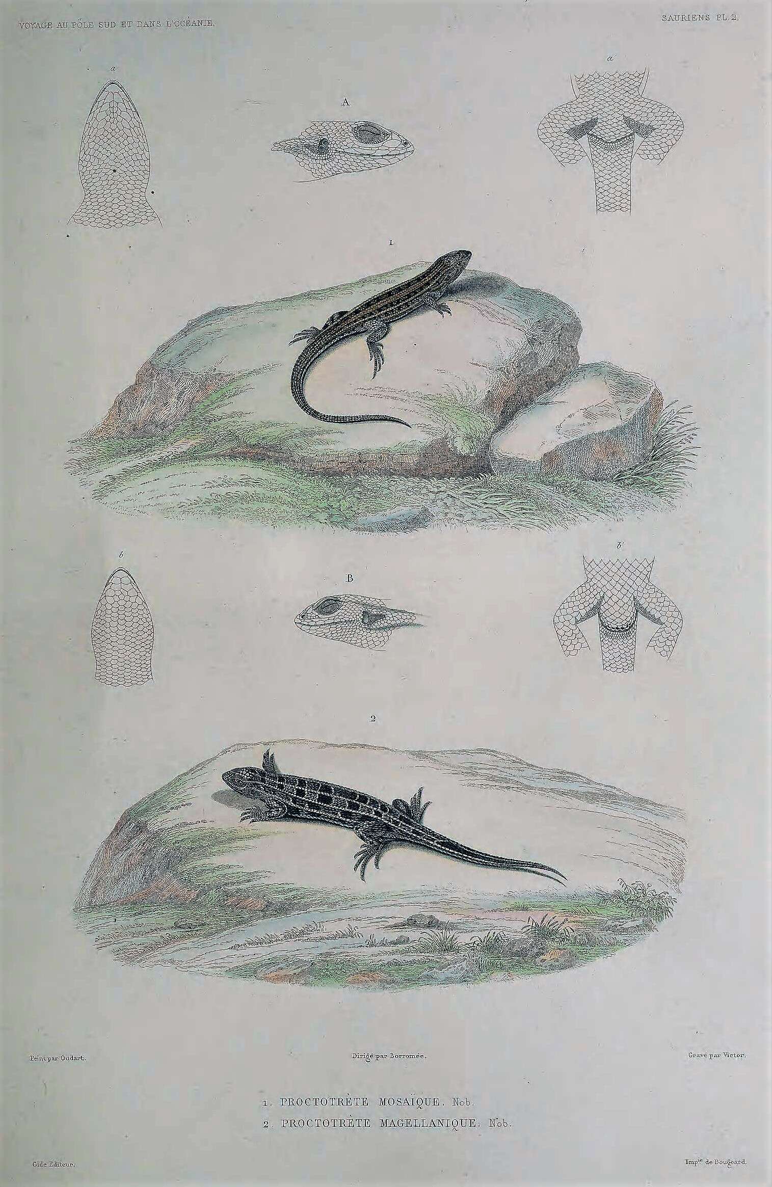 Plancia ëd Liolaemus magellanicus Hombron & Jacquinot 1847