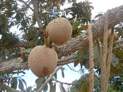 Image of mammee sapote