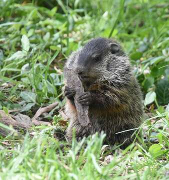 Image of Marmota subgen. Marmota Blumenbach 1779