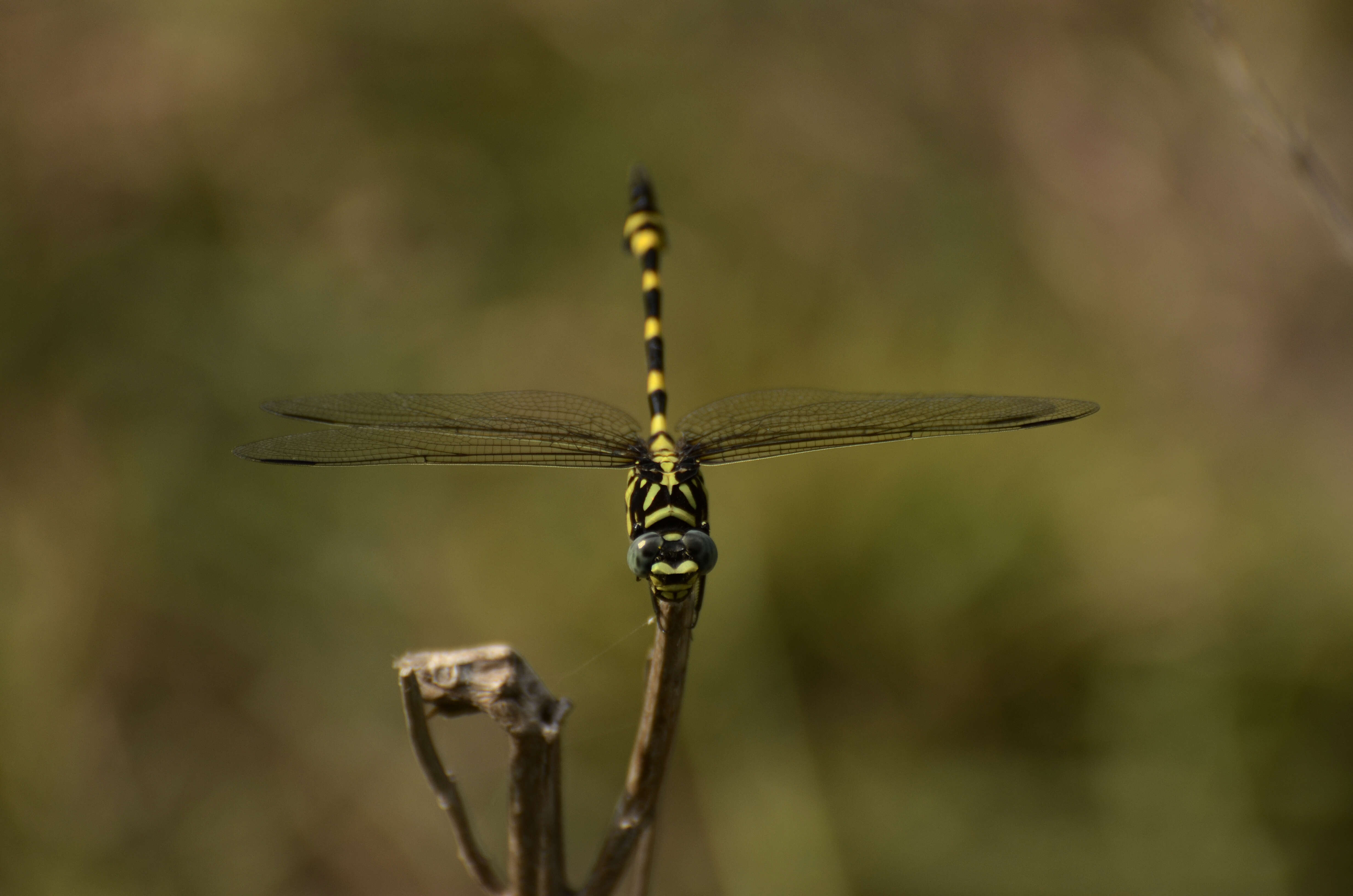 صورة Ictinogomphus rapax (Rambur 1842)