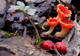 Image of Microstoma protractum (Fr.) Kanouse 1948