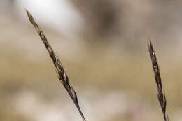 Image of alpine fescue