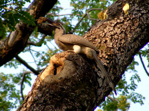 Image of Indian Grey Hornbill