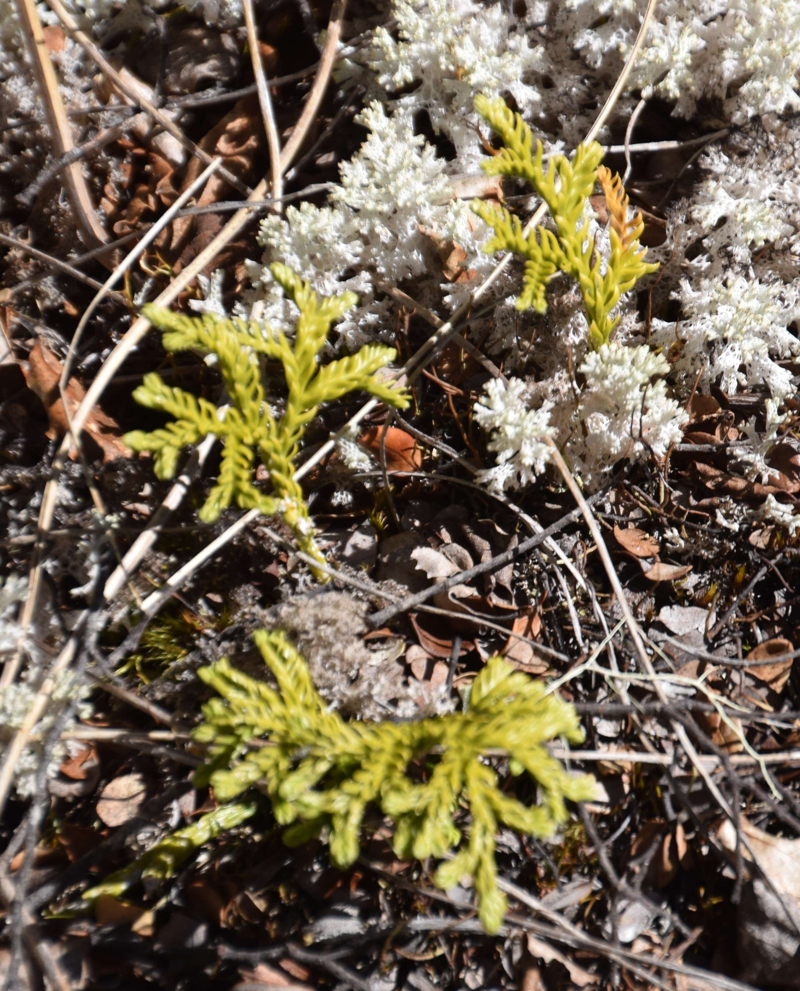 Image of Austrolycopodium fastigiatum (R. Br.) Holub