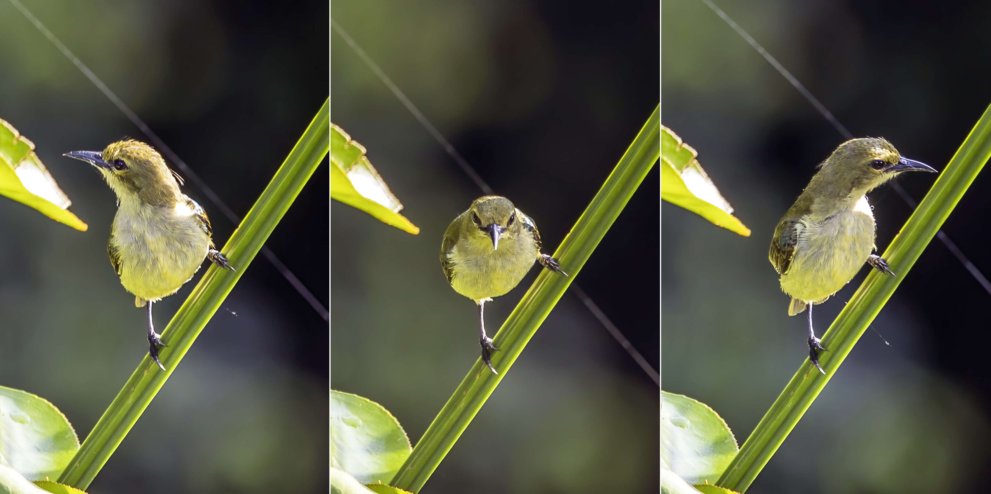 Image of Little Green Sunbird