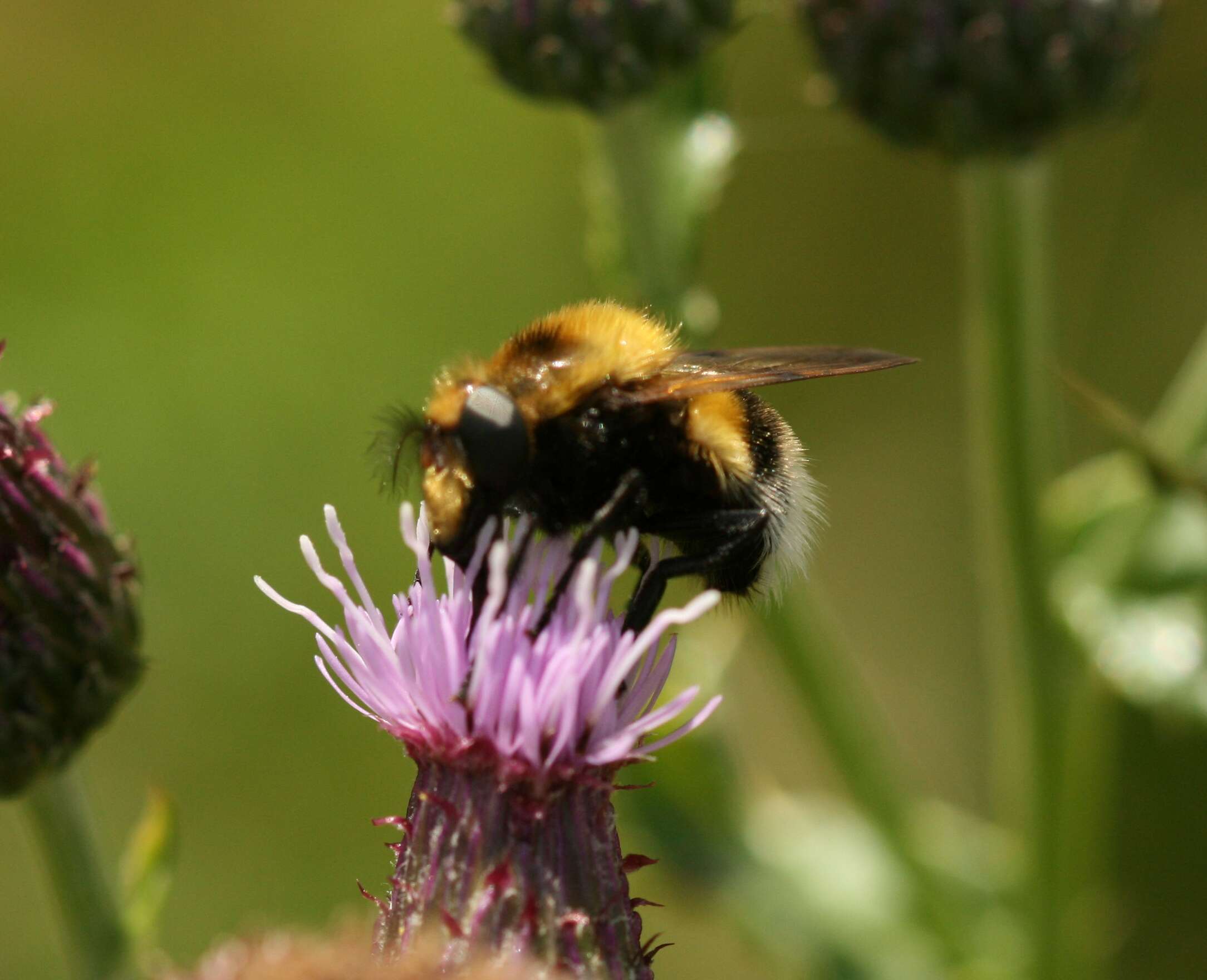 Volucella bombylans (Linnaeus 1758) resmi