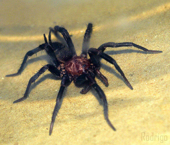 Image of funnel-web tarantulas