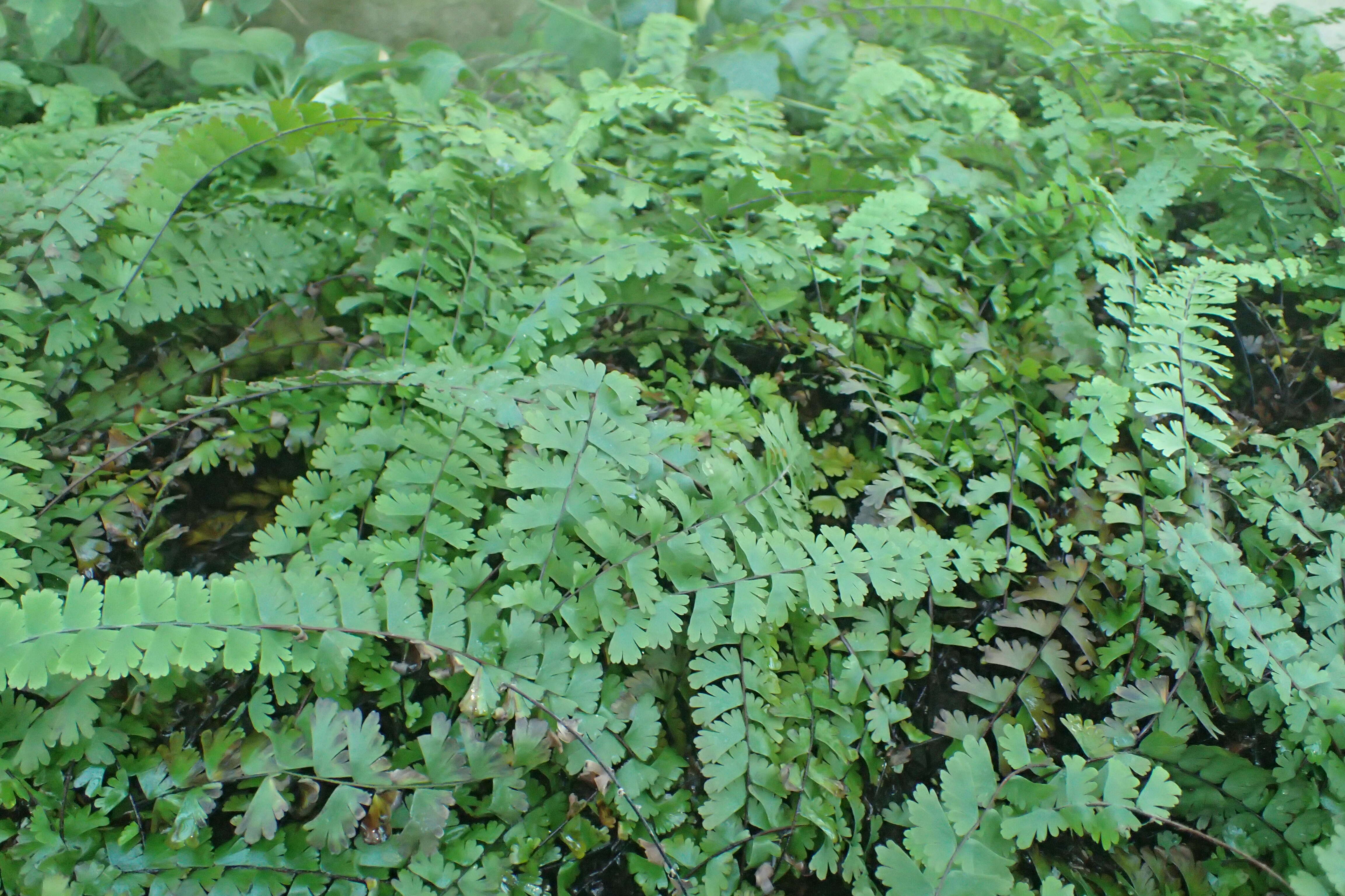 Image of tailed maidenhair