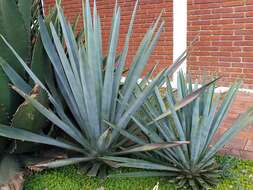 Image of tequila agave