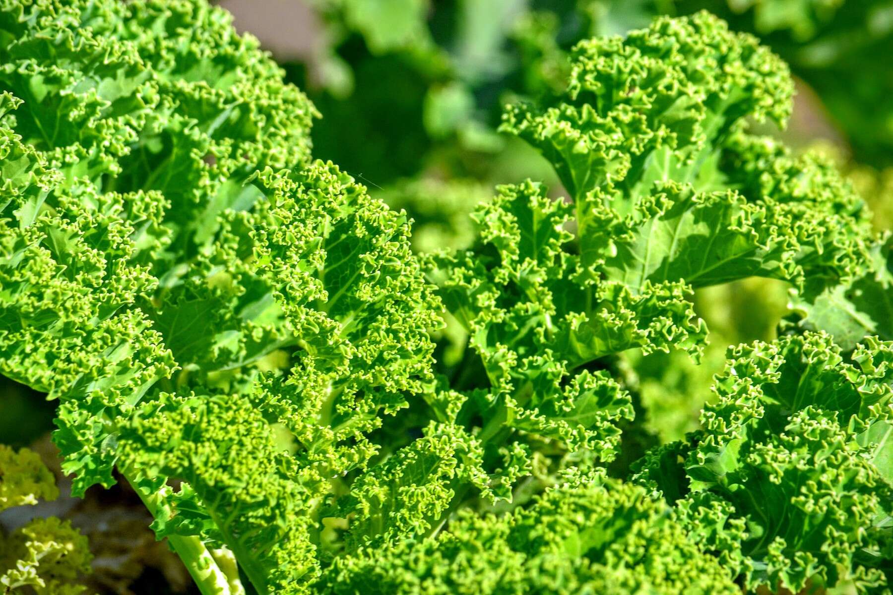 Image of Wild Mustard