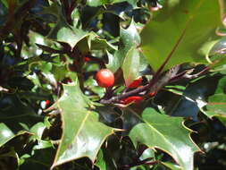 Image of English holly