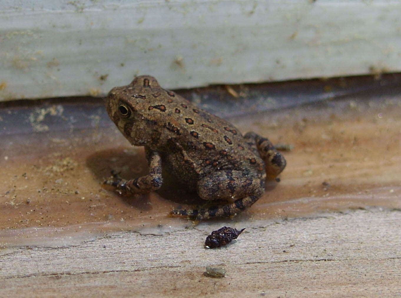 Imagem de Anaxyrus americanus (Holbrook 1836)