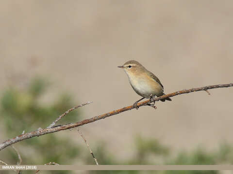 Image of Siberian Chiffchaff