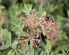 Image of sheep laurel