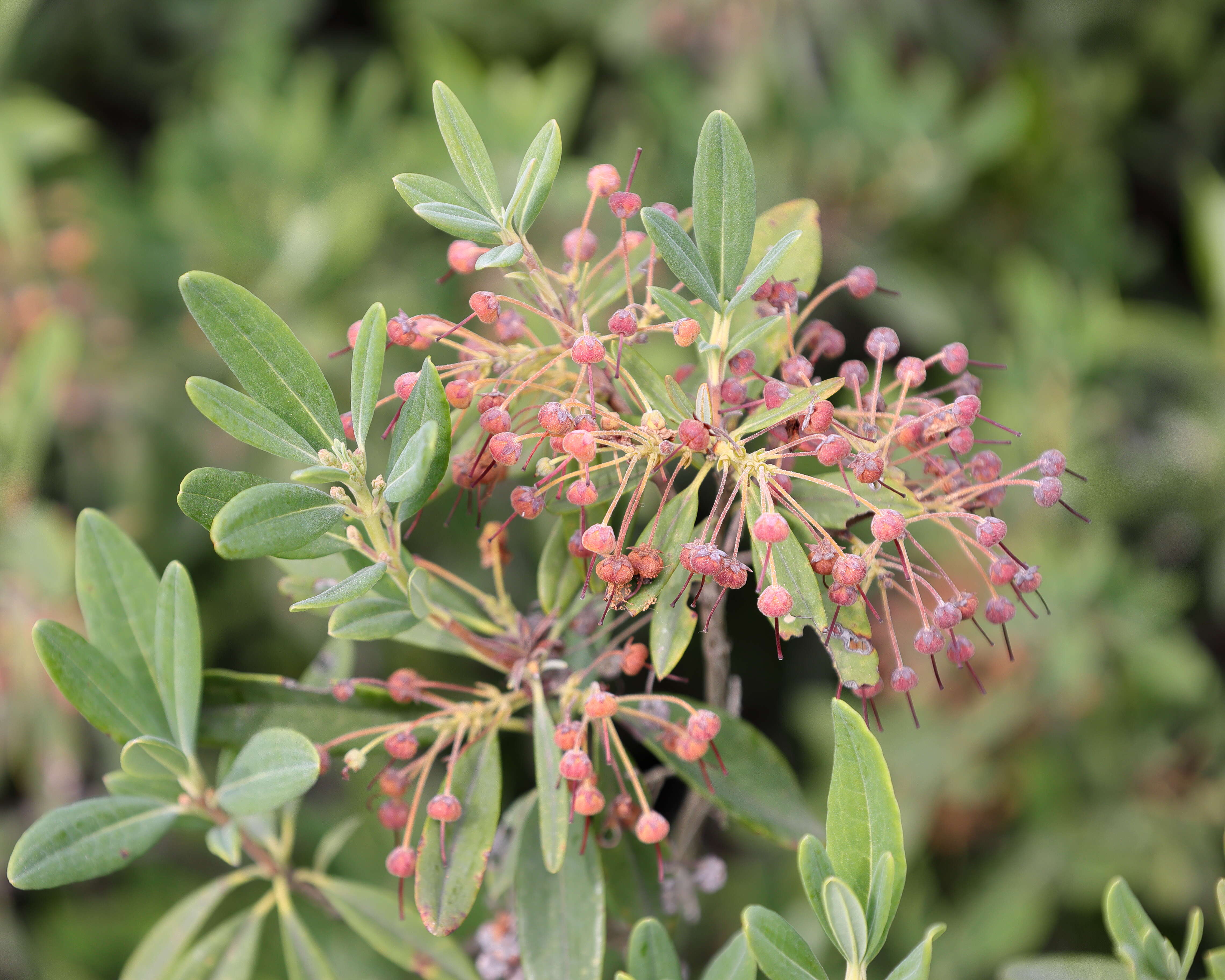 Image of sheep laurel