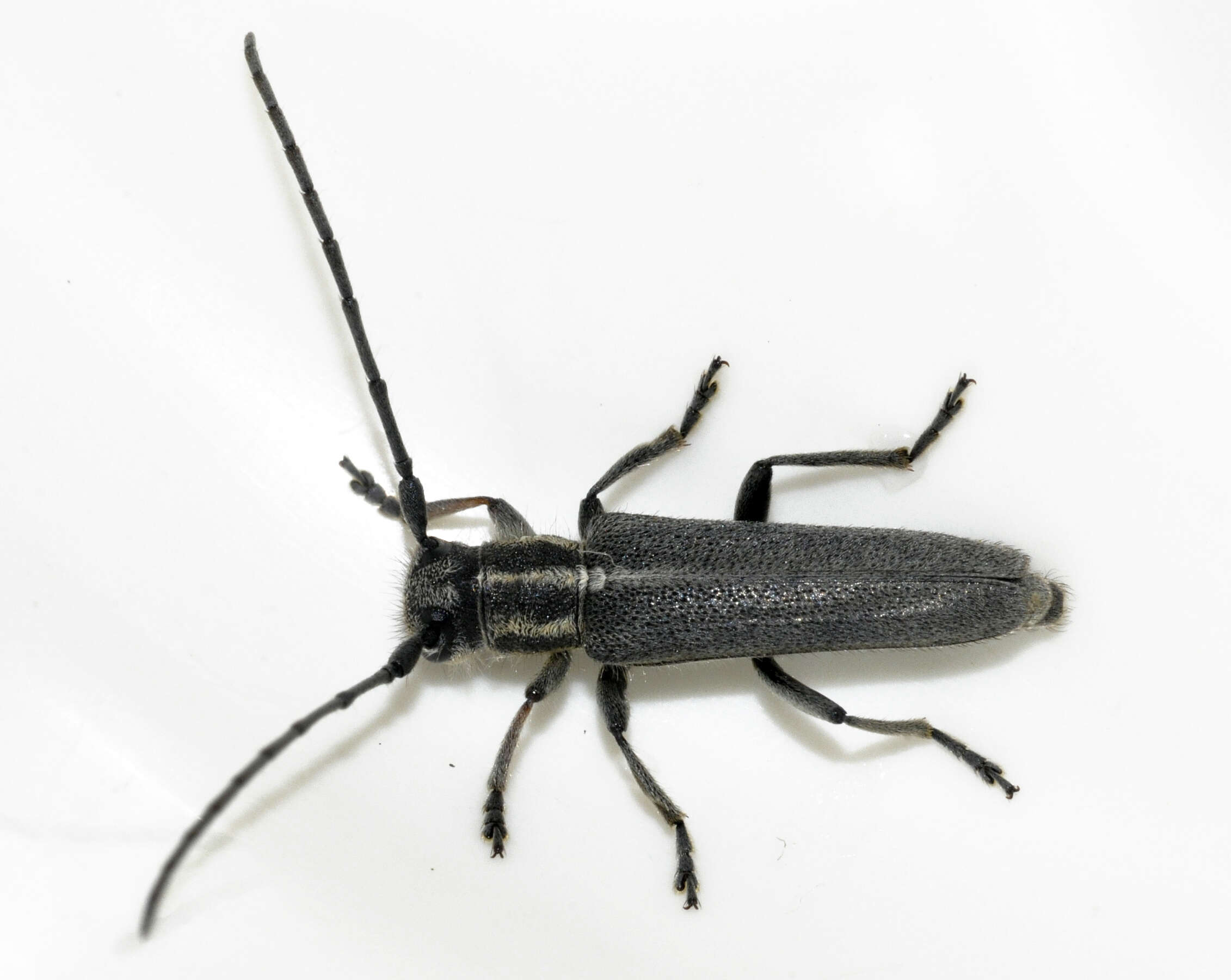 Слика од Phytoecia nigricornis (Fabricius 1782)