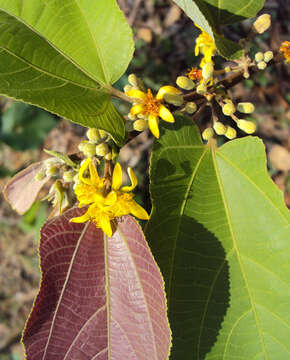 Image of Grewia tiliifolia Vahl