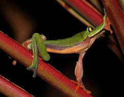 Image of blue-sided leaf frog