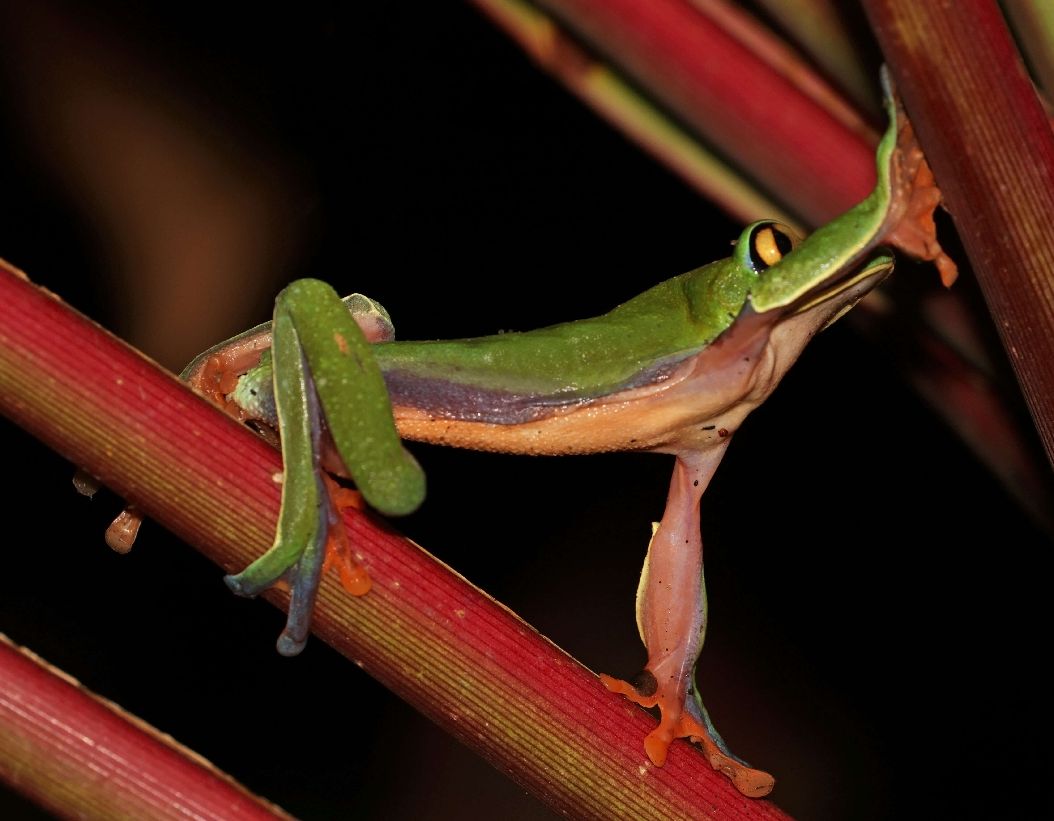 Image of blue-sided leaf frog