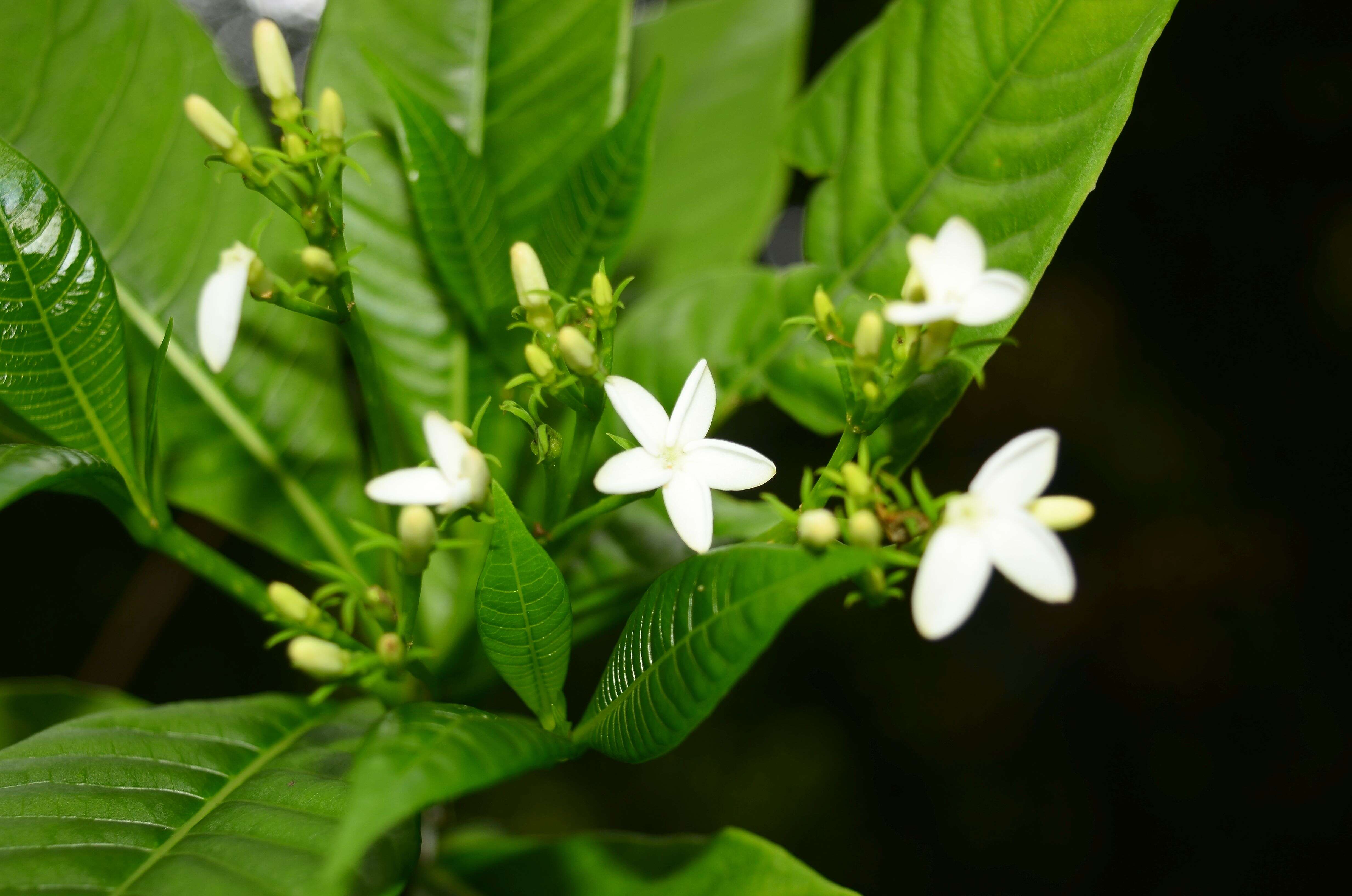 Image of Rauvolfia verticillata (Lour.) Baill.