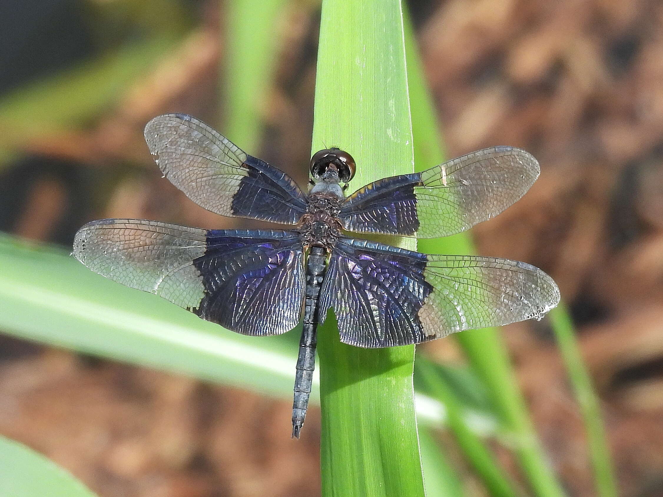 Image of Rhyothemis braganza Karsch 1890