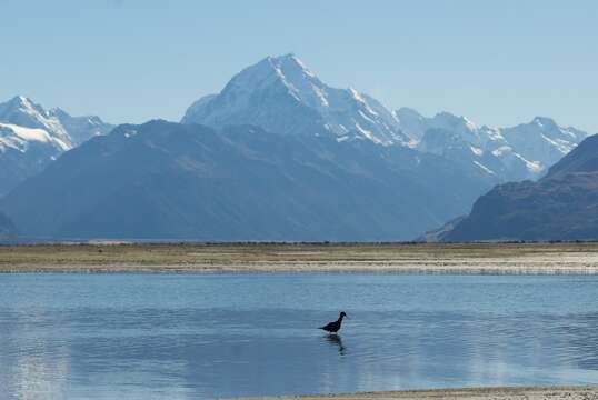 Image of Black Stilt