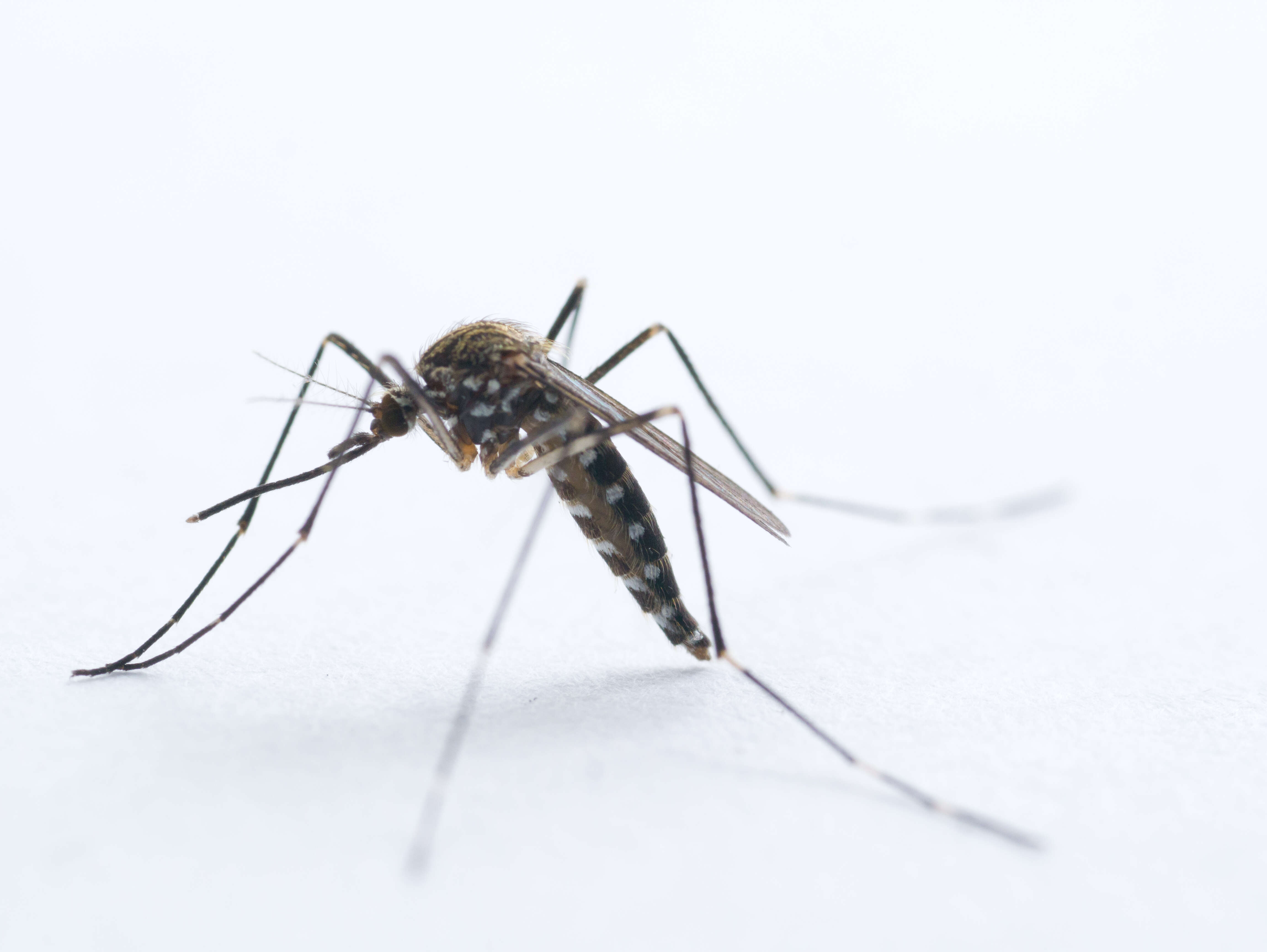 Image of Aedes japonicus (Theobald 1901)