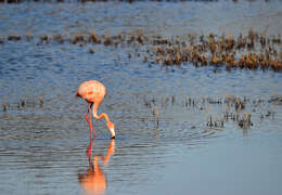 Imagem de Phoenicopterus ruber Linnaeus 1758