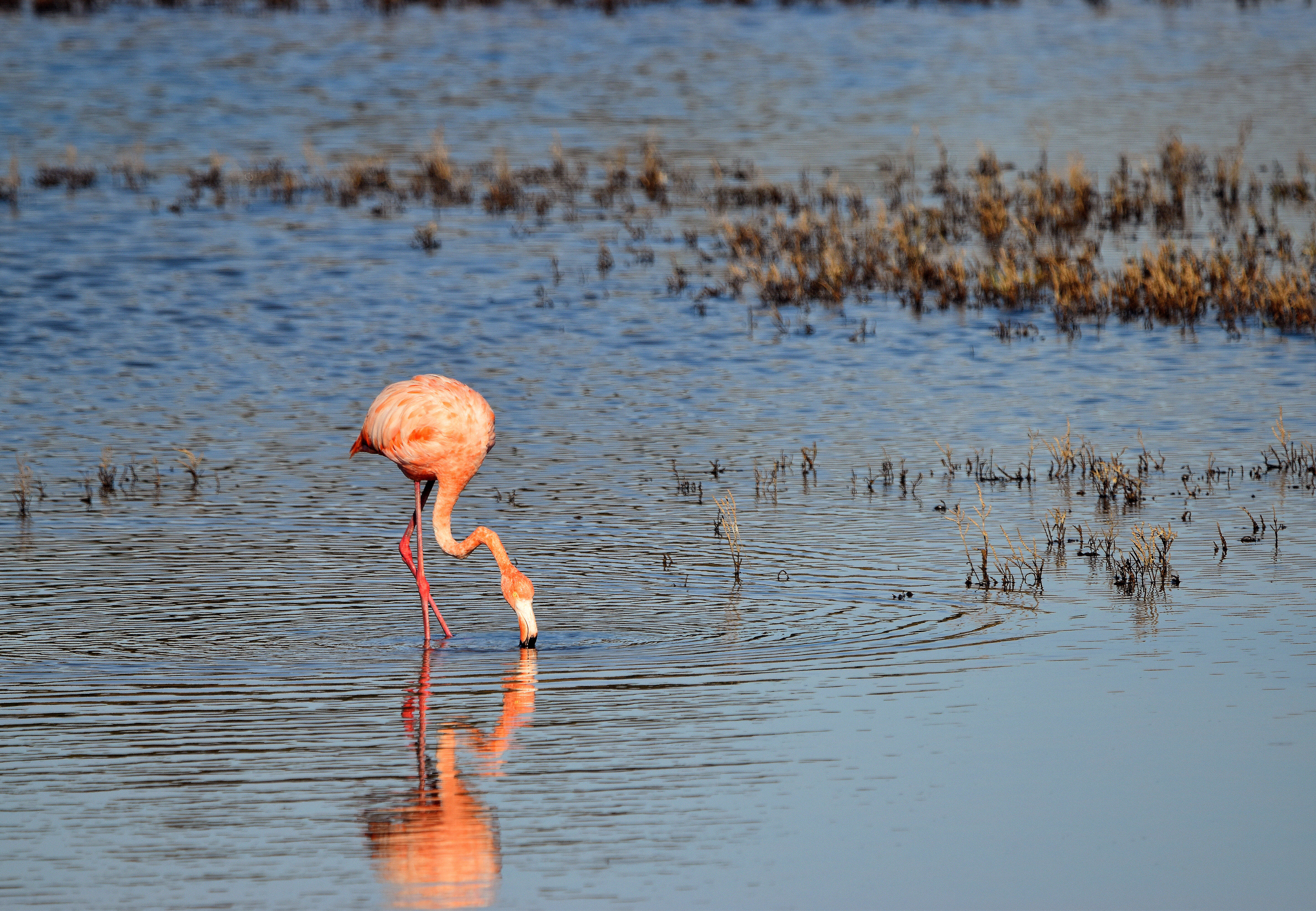 Слика од Phoenicopterus ruber Linnaeus 1758