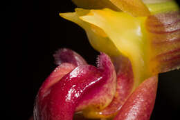 Image of Bulbophyllum basisetum J. J. Sm.