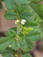 Image of Zieria minutiflora (F. Müll.) Domin