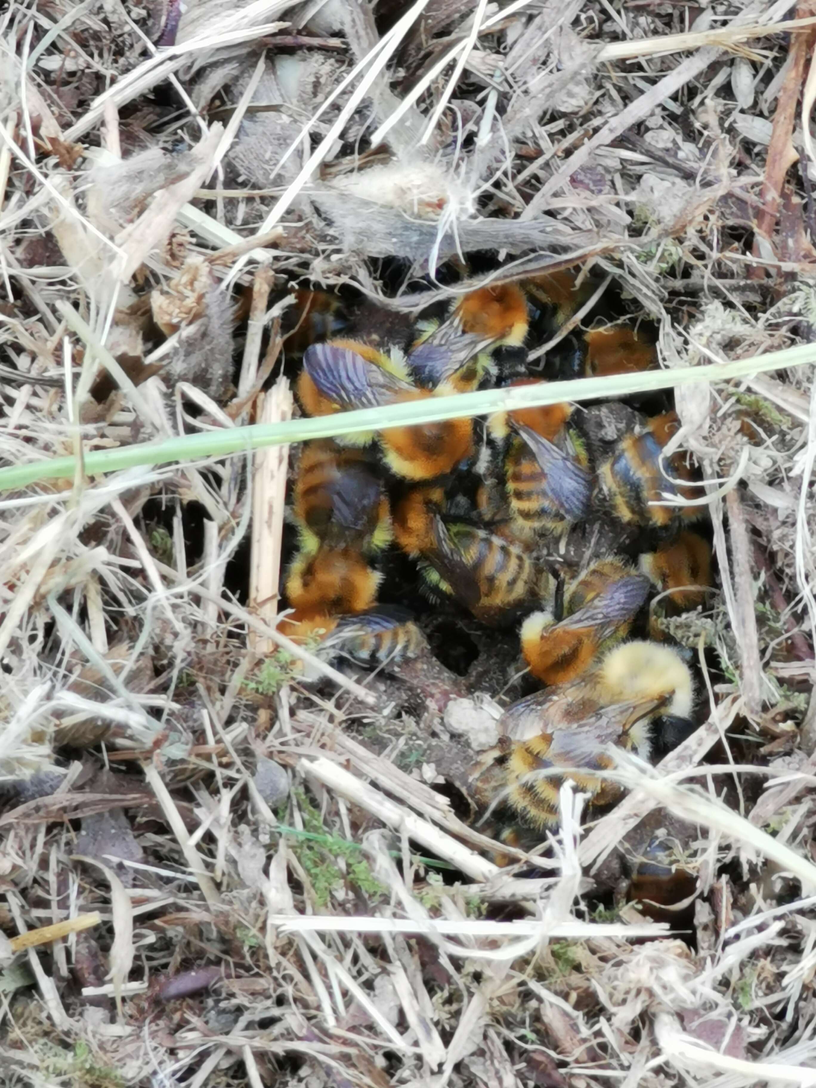 Image of Common carder bumblebee