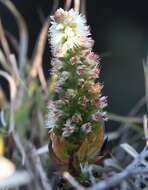 Image of Orostachys japonica A. Berger