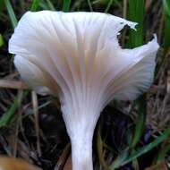Image of Snowy Waxcap