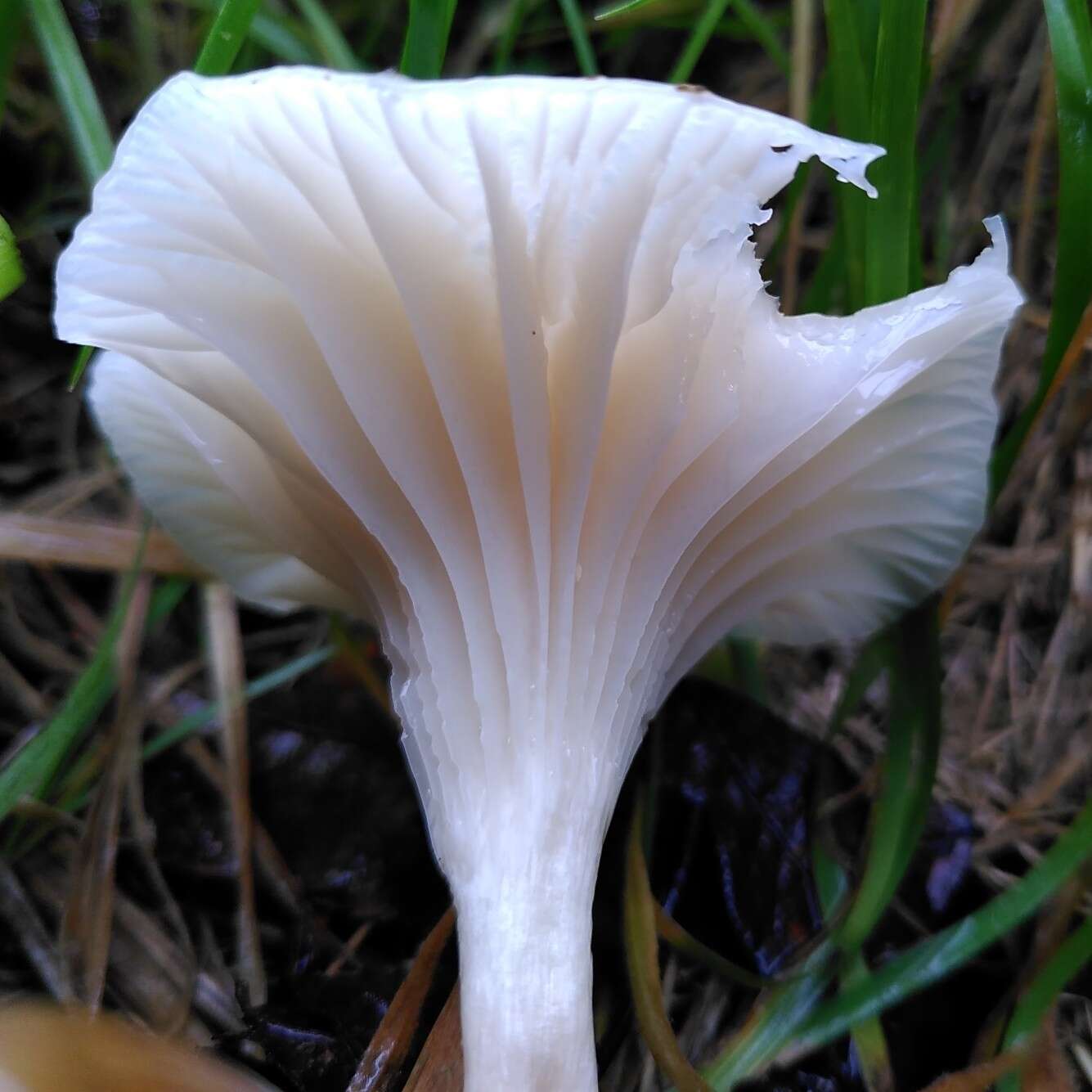 Image of Snowy Waxcap
