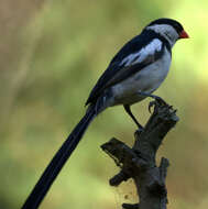 Image of Pin-tailed Whydah