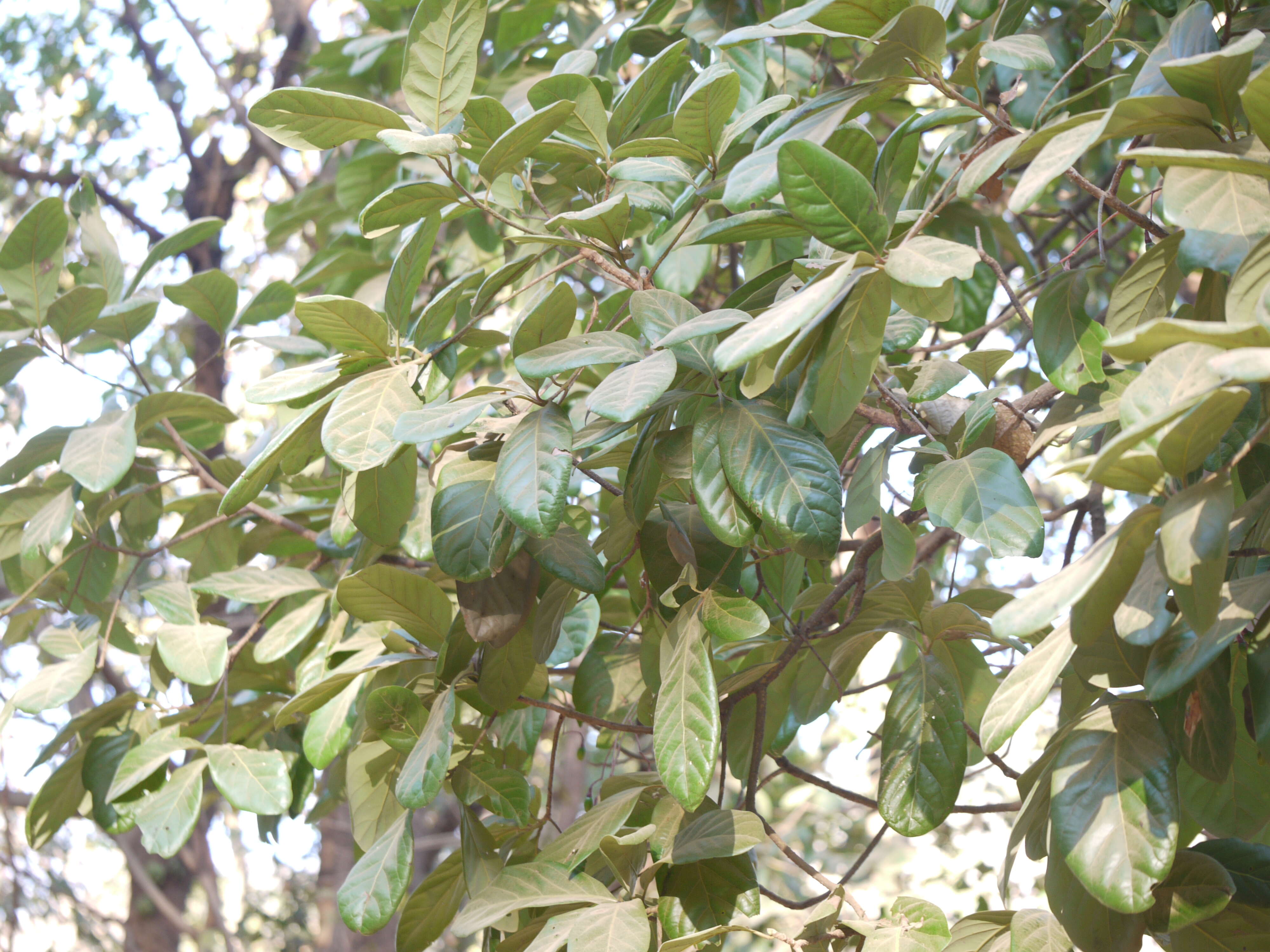 Image of Alseodaphne semecarpifolia Nees