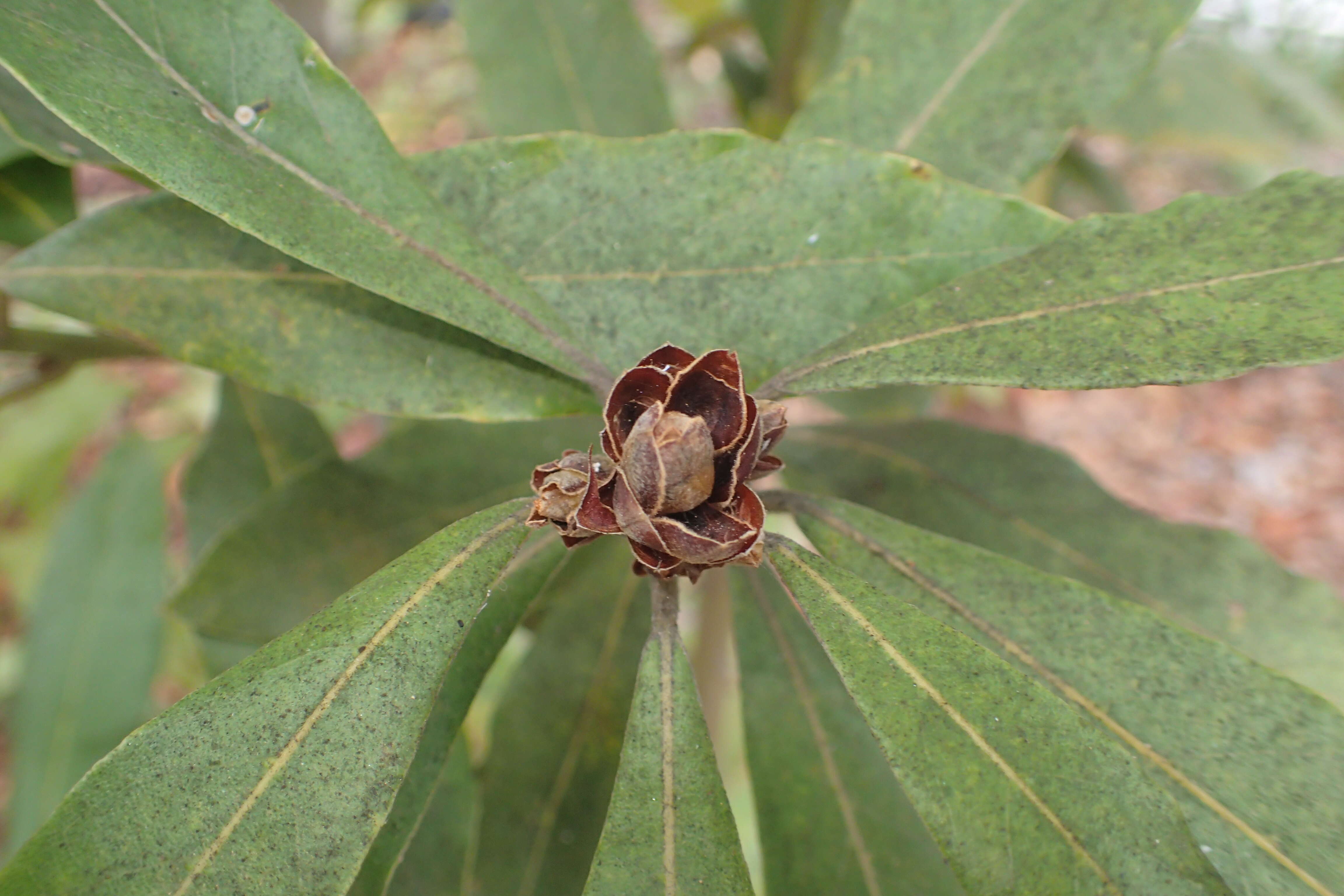 Image of Laurus novocanariensis Rivas Mart., Lousã, Fern. Prieto, E. Días, J. C. Costa & C. Aguiar