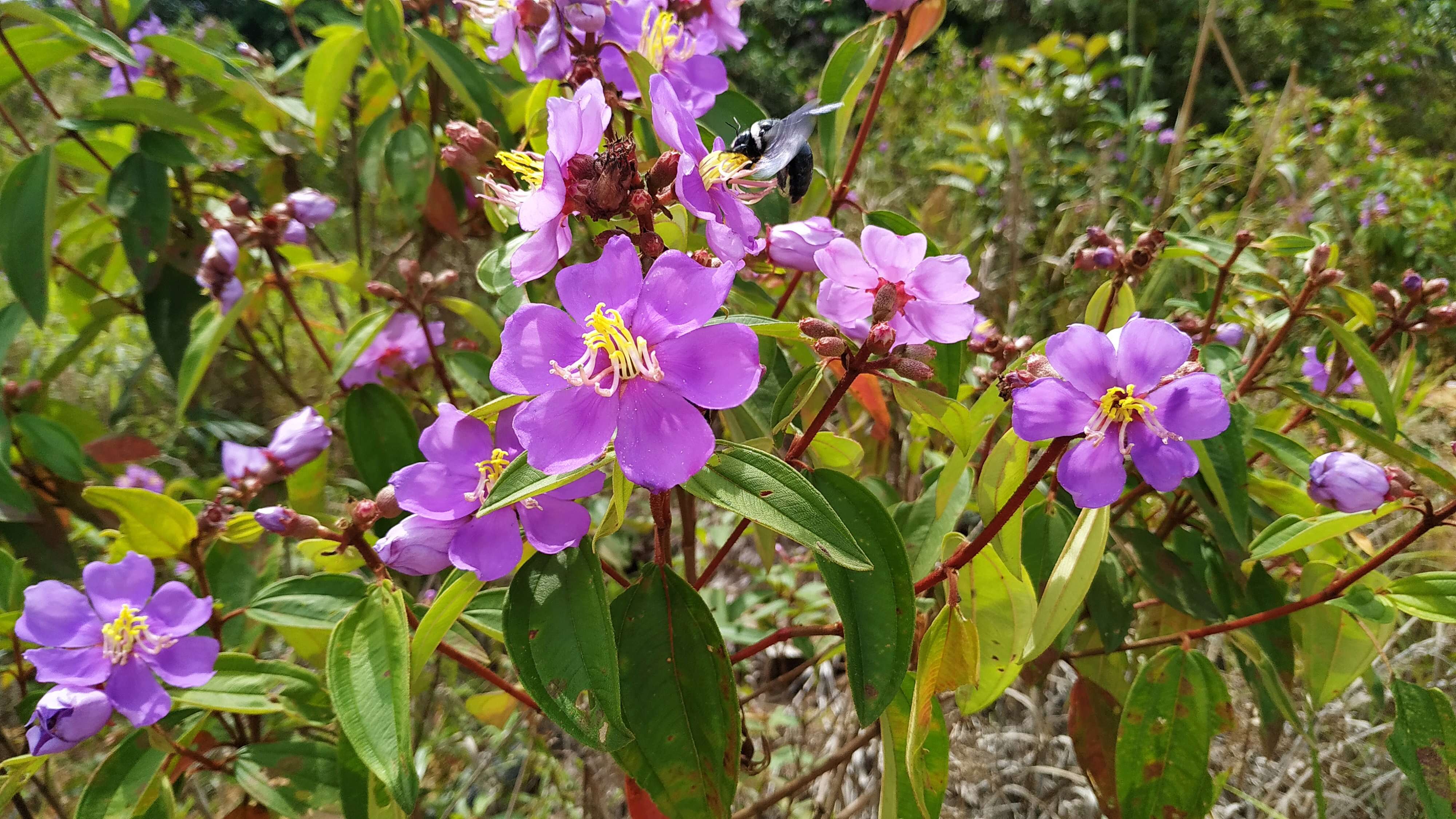 Sivun Rhodomyrtus tomentosa (Aiton) Hassk. kuva