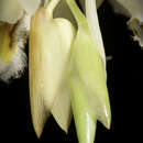 Coelogyne calcicola Kerr resmi