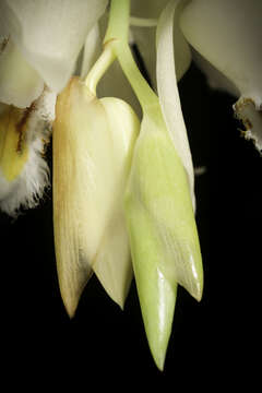 Coelogyne calcicola Kerr resmi