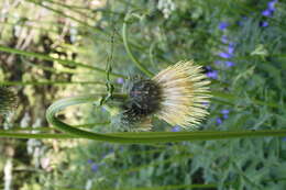 Image of yellow thistle