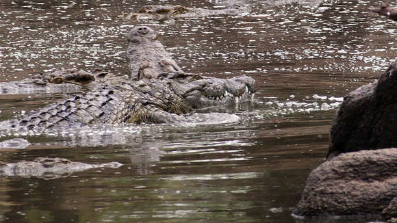 Image of Nile crocodile