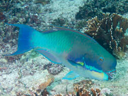 Image of Blunt-head Parrotfish