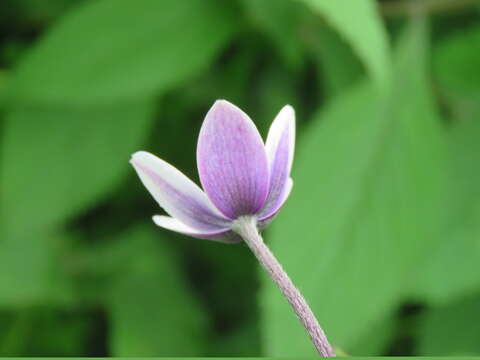 Image of <i>Anemone rivularis</i>