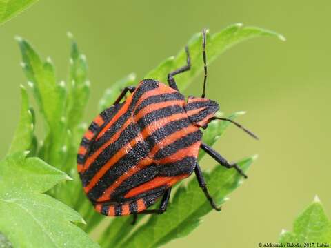 Image of <i>Graphosoma italicum</i>