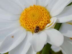 Anthrenus verbasci (Linnaeus 1767) resmi